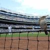 Yankee Stadium To 'Significantly Expand' Protective Netting For 2018 Season